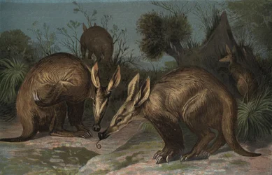 Aardvark